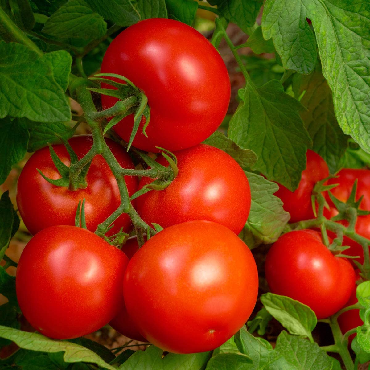 Purely Organic resealable-pouch keeps nutrients fresh for future plant care.