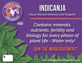 Purple Cow IndiCanja soil closeup: compost-based formula for better water uptake