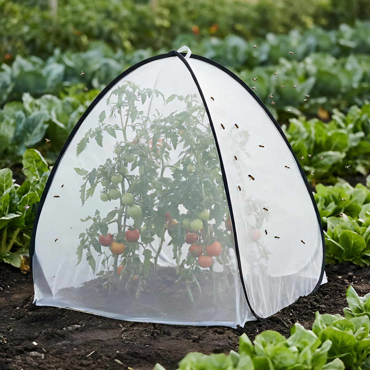 Purple Star 1N breathable mesh design allows sunlight and airflow