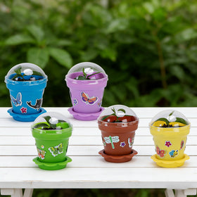 Purple Star 1N mixed-color pots ideal for indoor and outdoor displays