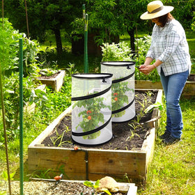 PURPLE STAR 1N versatile protection for flowers and herbs in open gardens