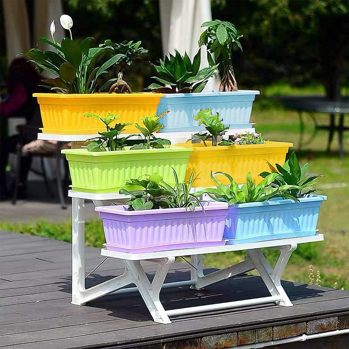 PURPLE STAR 1N 4-pack for balcony, patio, and windowsill setups.