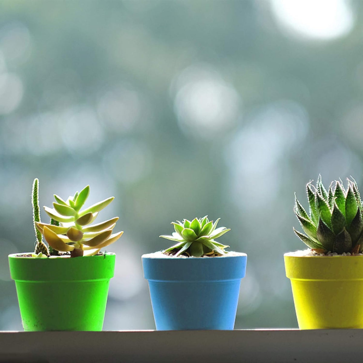 Purple Star 1N included trays prevent soil spills during transport.
