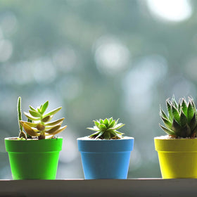 Purple Star 1N cups help observe growth while preventing soil mess