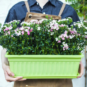 PURPLE STAR 1N window box with tray suits flowers, vegetables, and herbs.