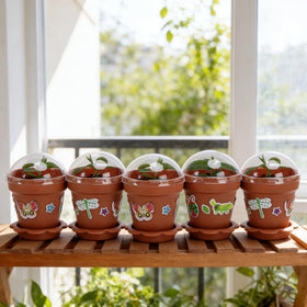 Purple Star 1N patterned pots add charm to homes, offices, and classrooms