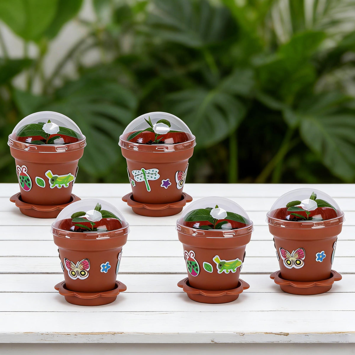 Purple Star 1N seedling starter pots support easy transplant and display