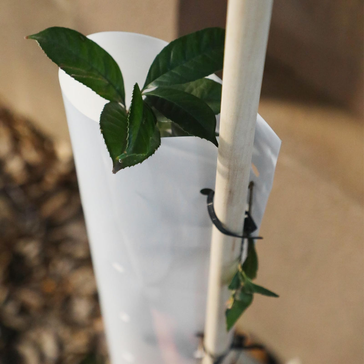 Pushglossy garden use image shows tubes protecting trees, vines, and berries.