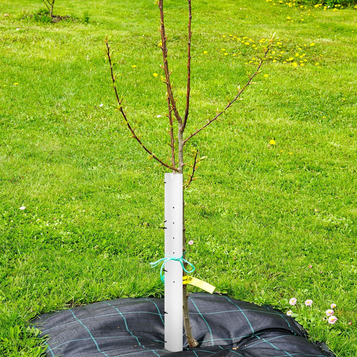 Pushglossy packaging with 10 tubes illustrates value for comprehensive planting.