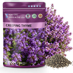 PUVWEZN creeping thyme seeds pack ready for easy ground cover and fragrance