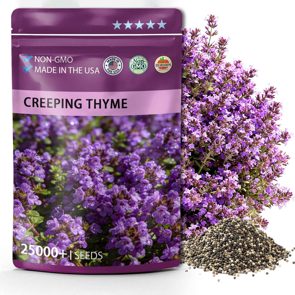 PUVWEZN creeping thyme seeds pack ready for easy ground cover and fragrance