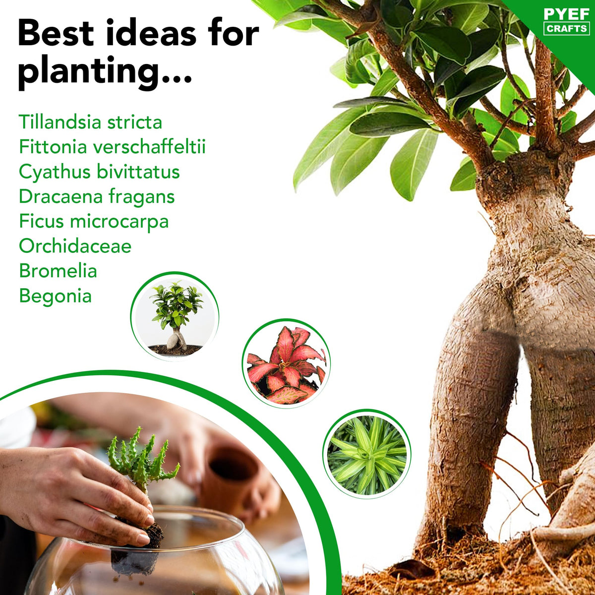 PYEF CRAFTS DIY Terrarium Kit plants not included to customize with favorites