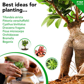 PYEF CRAFTS DIY Terrarium Kit plants not included to customize with favorites