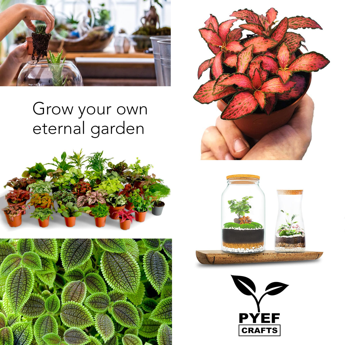 PYEF CRAFTS DIY Terrarium Kit succulents and Tillandsia ideas for compact displays