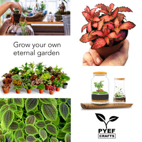 PYEF CRAFTS DIY Terrarium Kit succulents and Tillandsia ideas for compact displays