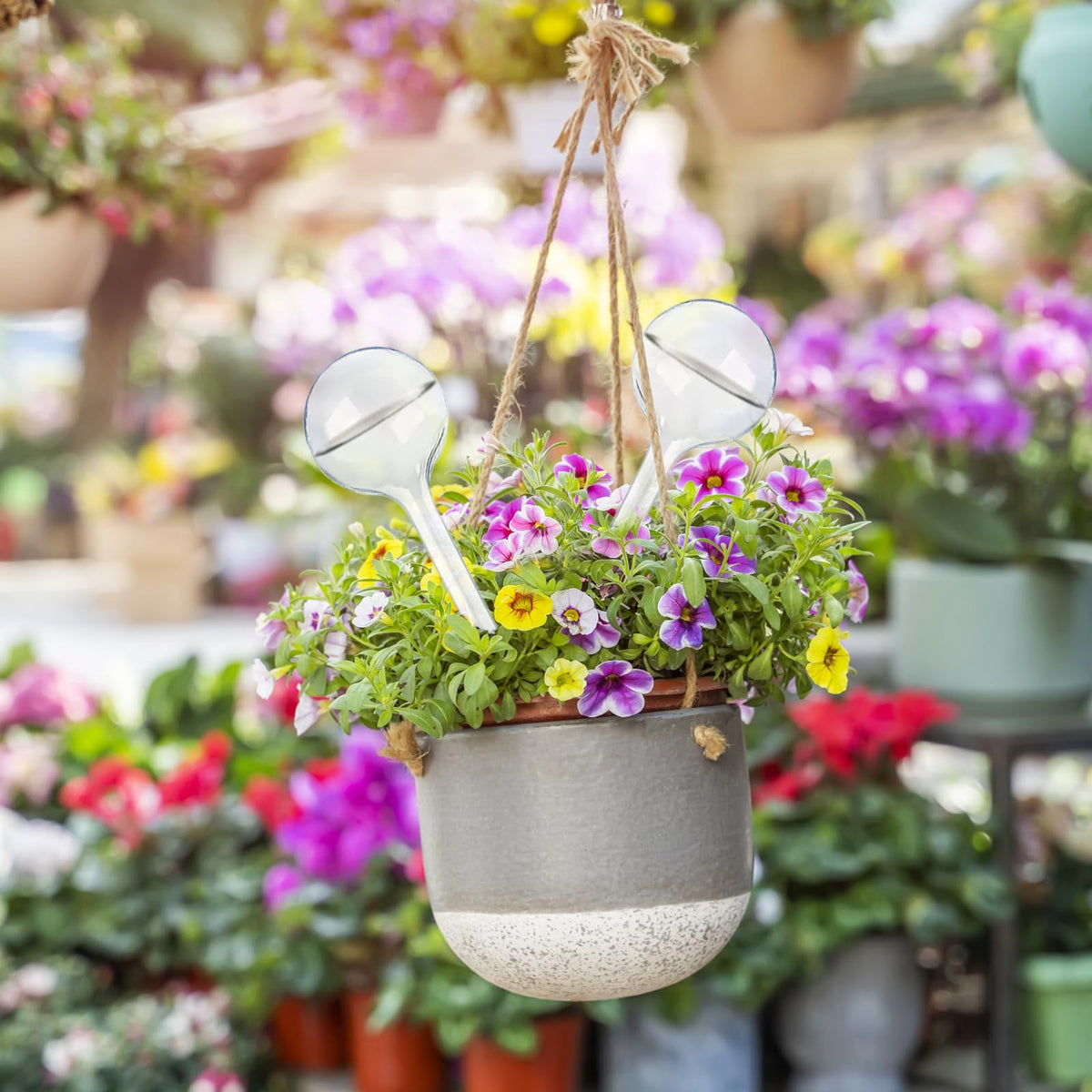 Pynqdfu bulbs work well in garden beds and indoor pots.