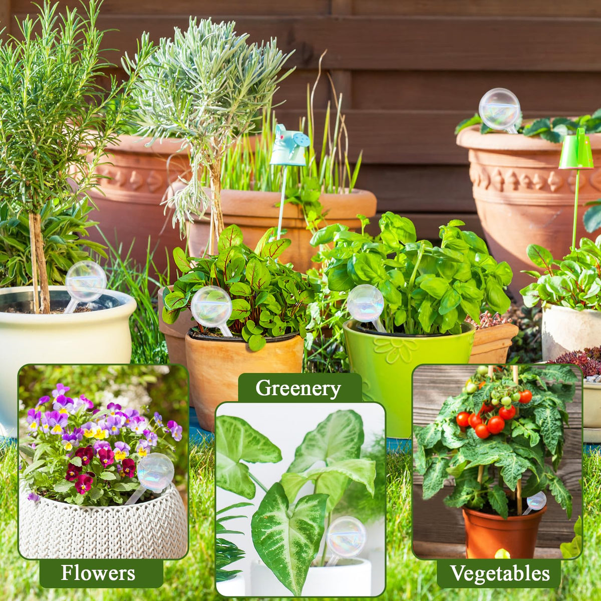 Pynqdfu durable glass globe with narrow spout for easy soil insertion.