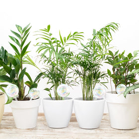 Pynqdfu hanging plant decor display as a decorative watering solution.