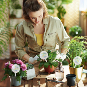 Pynqdfu indoor outdoor use watering globes in scene, suitable for home or garden.