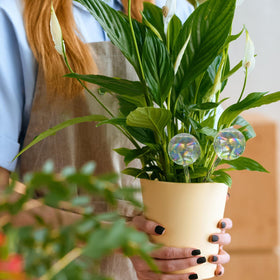 Pynqdfu rainbow color globe ideal for patios and office plants.