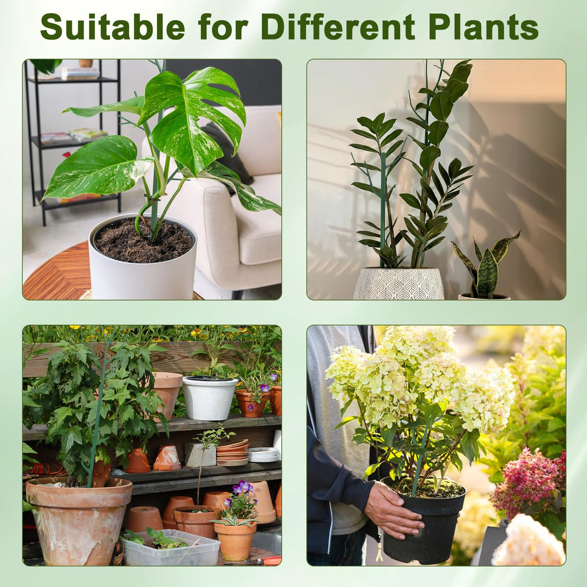 Qaobo 10-pack packaging display for versatile plant support