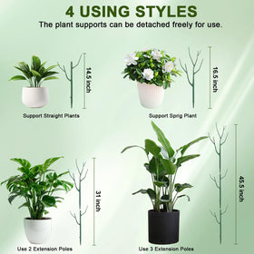 Qaobo philodendron stakes offer discreet anchoring for vigorous vertical growth.