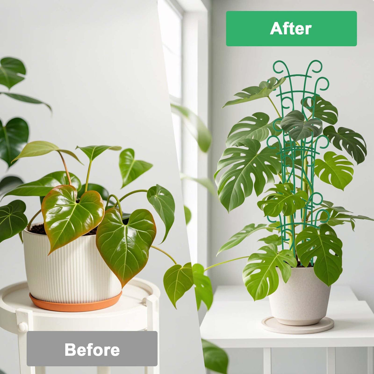 Qaobo adjustable-height trellis lets plants climb higher as they grow.