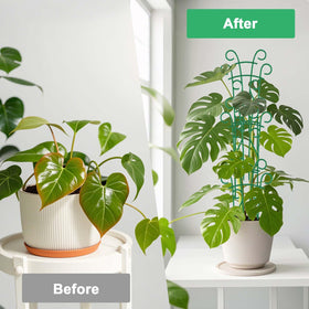 Qaobo adjustable-height trellis lets plants climb higher as they grow.