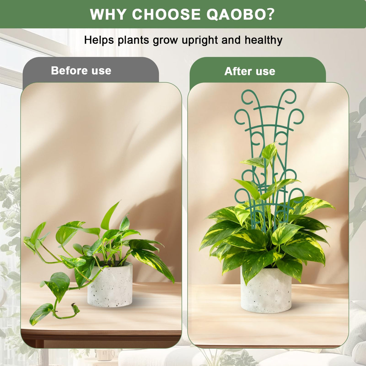 Qaobo hoya pothos climbing trellis guides growth while blending with leaves.