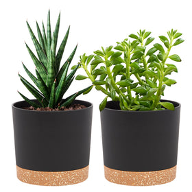 QCQHDU 5-inch pot with drainage holes and saucer for tidy indoor plant care.