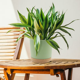 QCQHDU polypropylene construction offers durable, lightweight pots