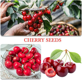 QEVJEKR cherry dwarf bonsai seeds for compact windowsill harvests