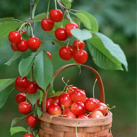 QEVJEKR non-GMO heirloom seeds enabling diverse fruit cultivation at home