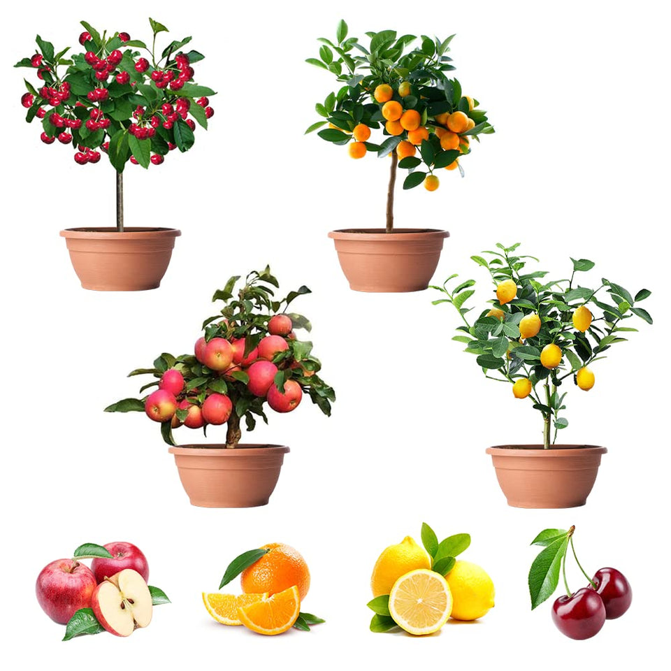 QEVJEKR lemon dwarf bonsai seeds for indoor trees with strong germination potential
