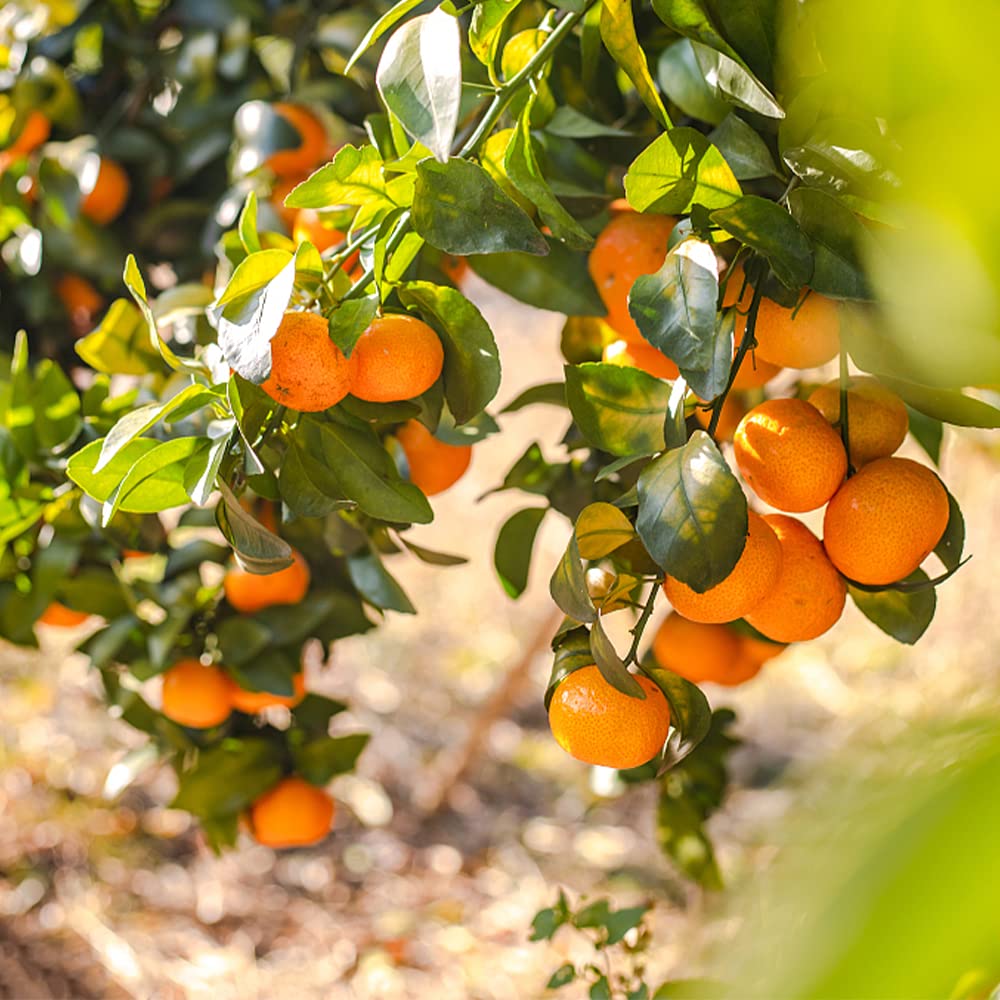 QEVJEKR organic heirloom non-GMO seeds promising easy growth