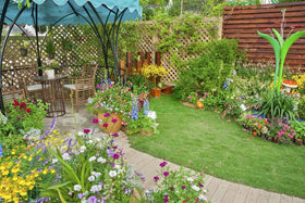 QEVJEKR garden-ready wildflower seeds provide effortless planting and seasonal color