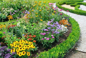 QEVJEKR heirloom wildflowers 1oz pack ready for sowing and bright blooms
