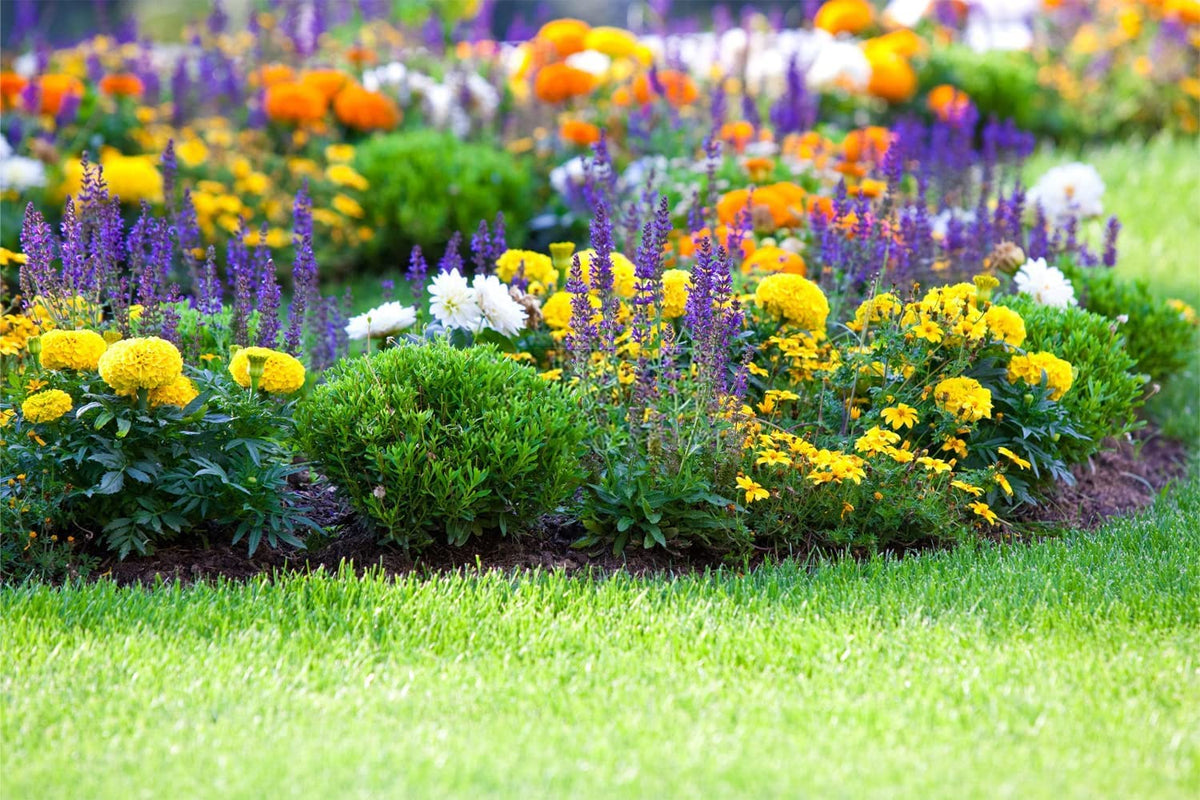 QEVJEKR pollinator-friendly seeds attract bees and butterflies to your garden