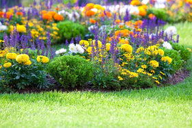 QEVJEKR pollinator-friendly seeds attract bees and butterflies to your garden
