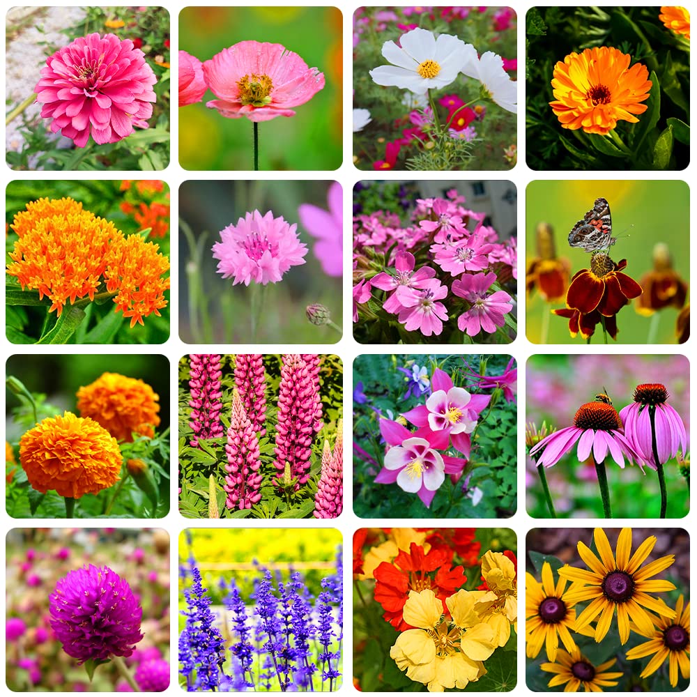 QEVJEKR wildflower seed mix 16 varieties for pollinators and color
