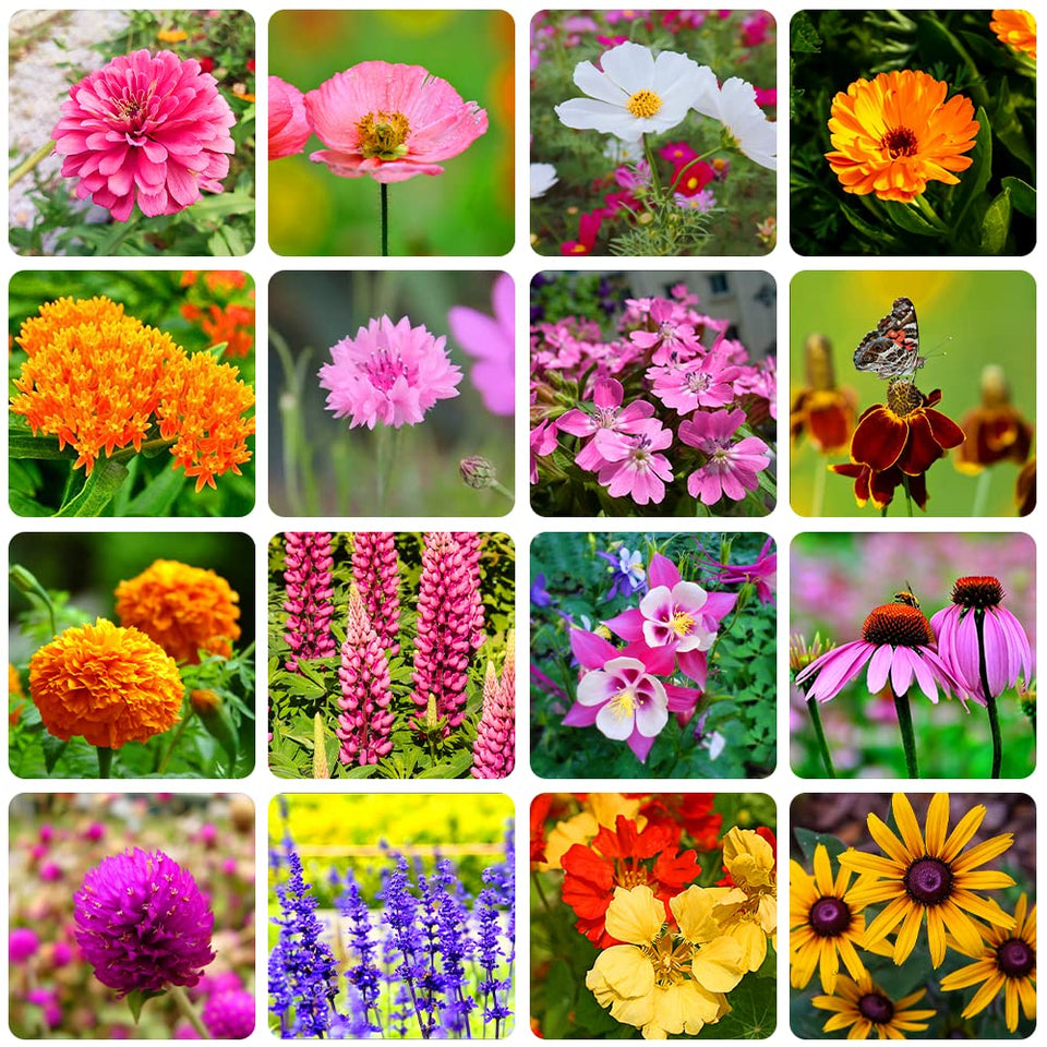 QEVJEKR wildflower seed mix 16 varieties for pollinators and color