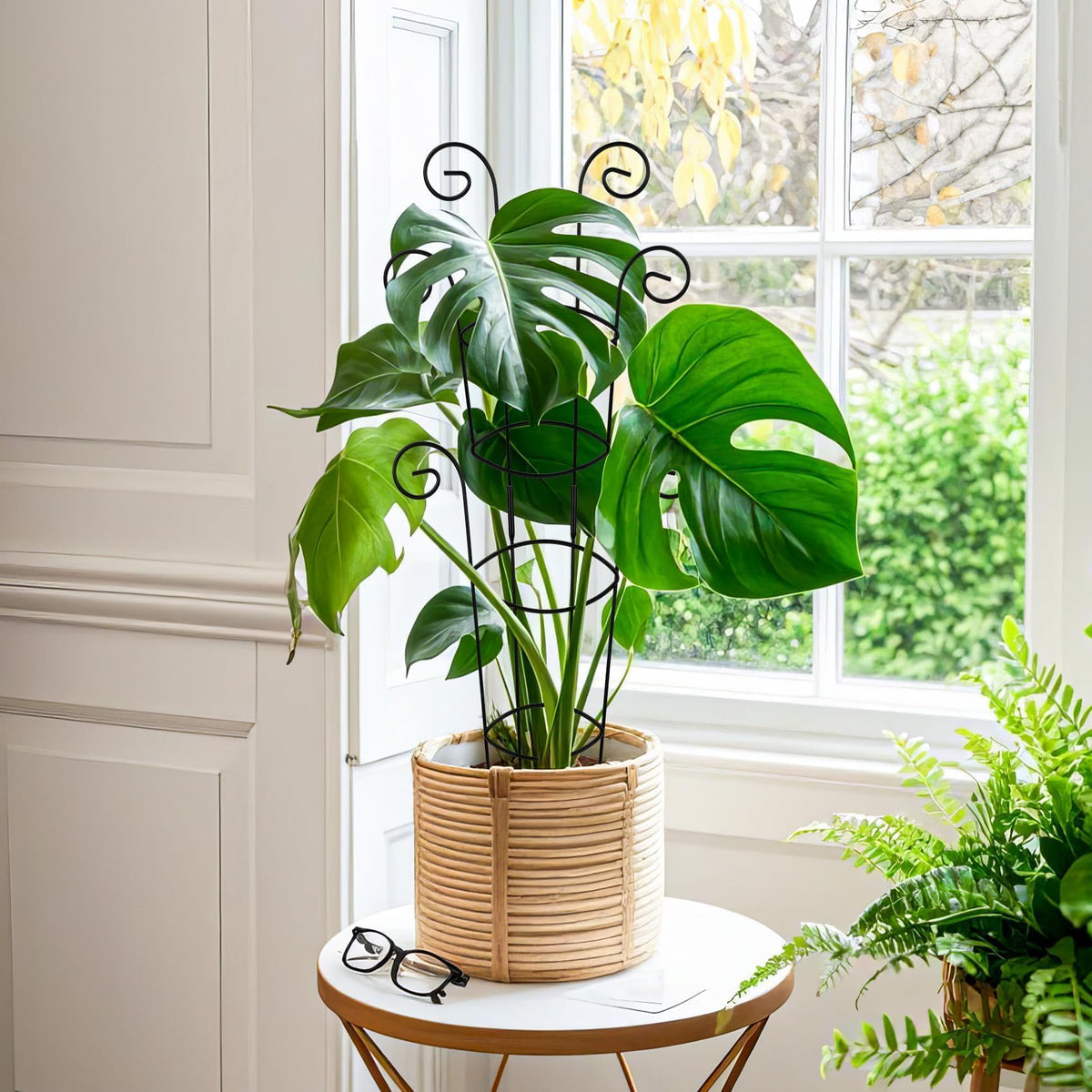 QIAOKAIYAN plant support in action keeps tall vines upright and tidy.