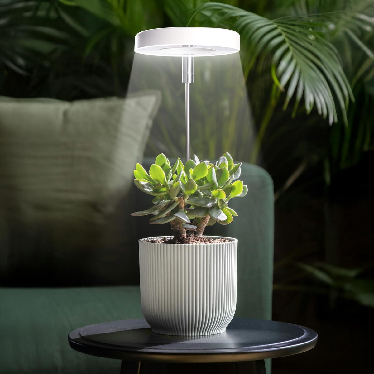 Qicodu grow light with auto timer shows 3-9-12h cycling for hands-off care.