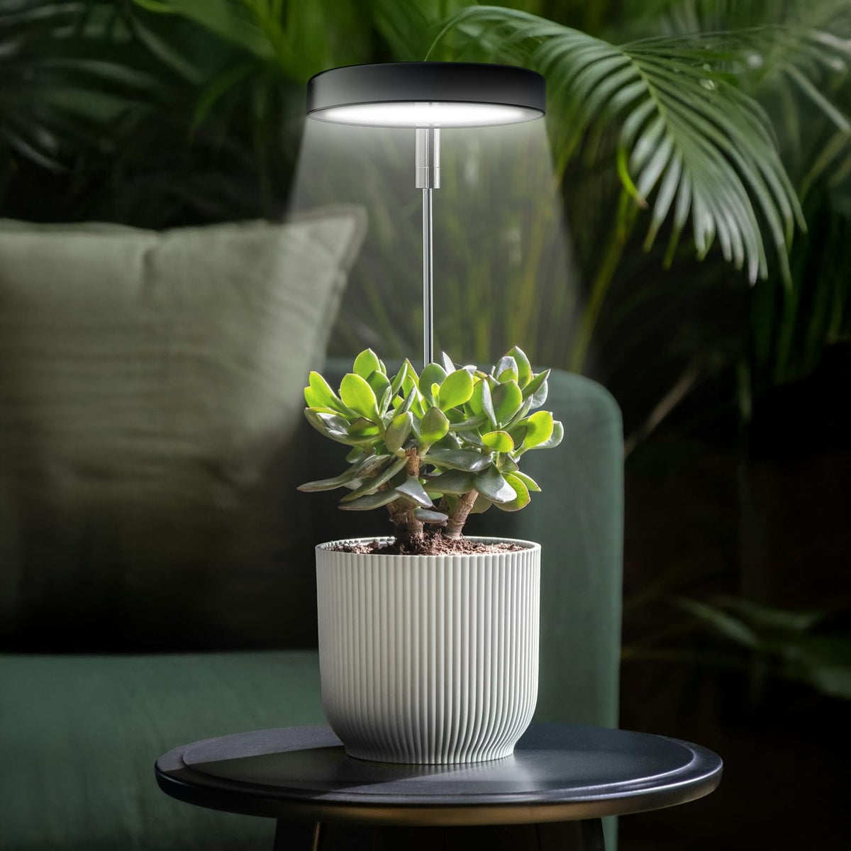 Qicodu grow light shining on a succulent on a desk for compact growth