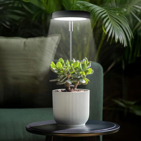Qicodu grow light shining on a succulent on a desk for compact growth