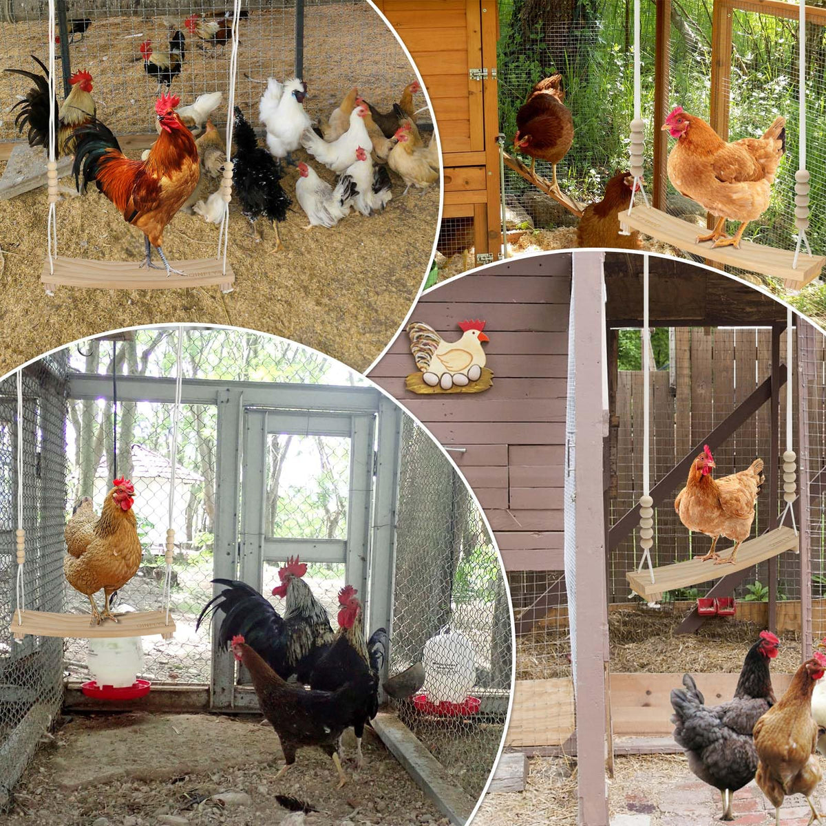 Qinfly chickens on the arc-shaped swing for play and enrichment