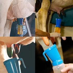 QMARK teat dip cup blue used on a dairy farm for pre-milking hygiene.