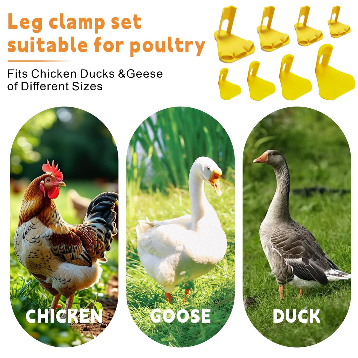 Qtaikong all growth stages poultry care kit suitable for chicks to adults