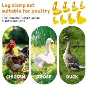 Qtaikong all growth stages poultry care kit suitable for chicks to adults