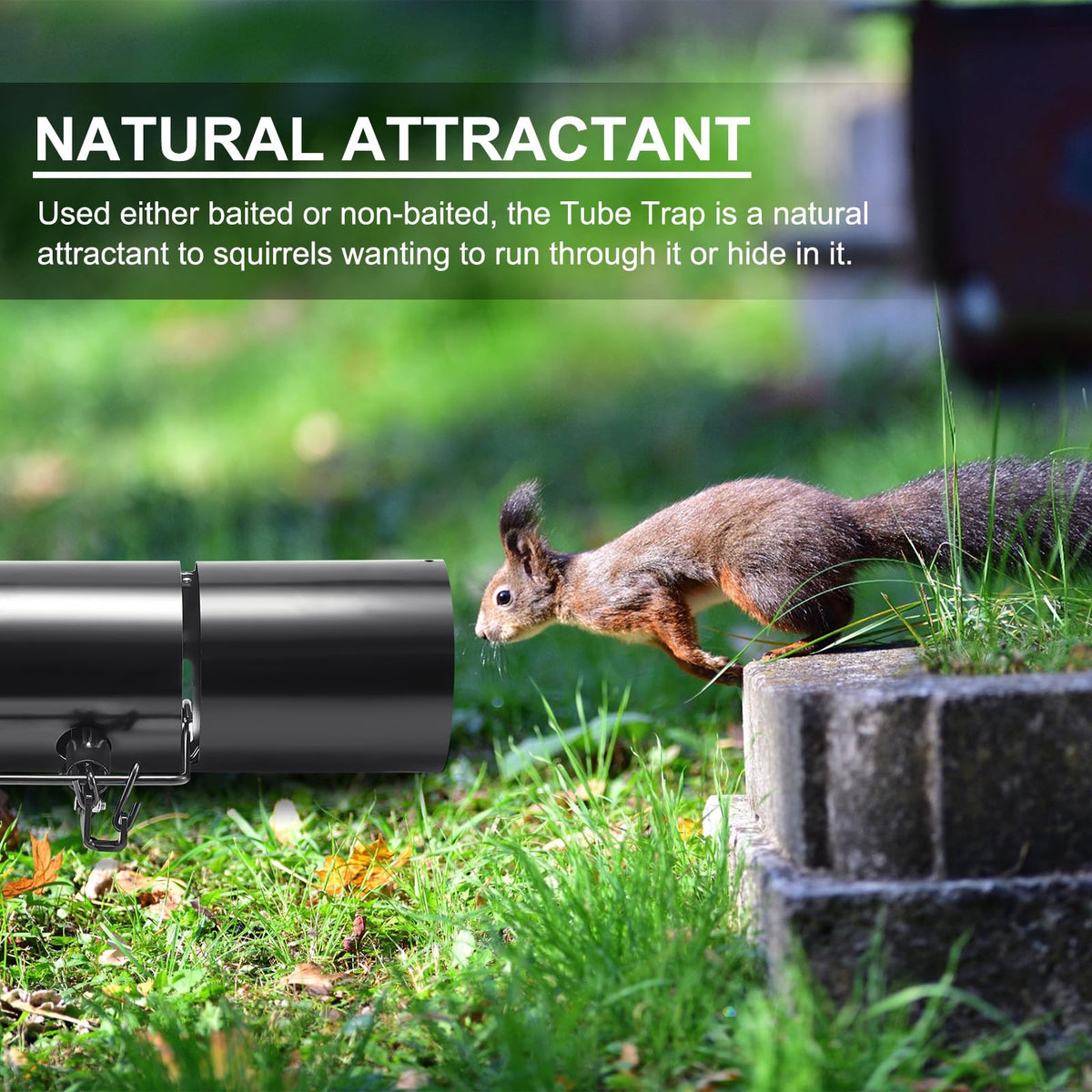 Qualirey double torsion spring trap offers swift capture and reliability.